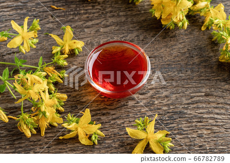 St. John's wort oil in a bowl, with fresh St. John's wort flowers St. John's wort oil in a bowl, with fresh St. John's wort flowers 66782789