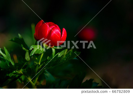 Paeonia peregrina - Wild plant shot in spring. Paeonia peregrina - Wild plant shot in spring. 66782809