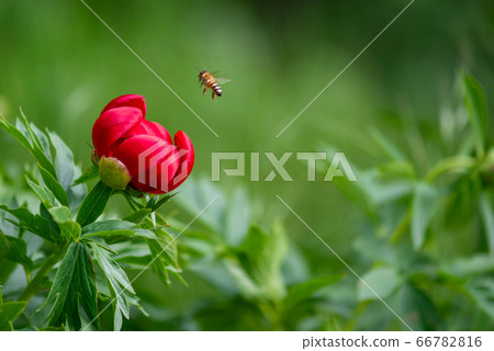 Macro shot of bee polinating paeonia peregrina - Macro shot of bee polinating paeonia peregrina - 66782816