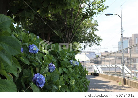 Tabata Station South Exit, Fudosaka Hydrangea Tabata Station South Exit, Fudosaka Hydrangea 66784012