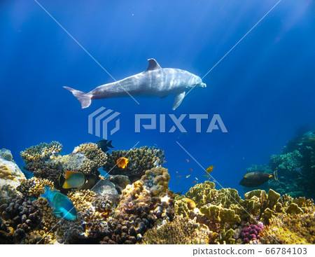 Underwater world. Coral fishes of Red sea. Underwater world. Coral fishes of Red sea. 66784103