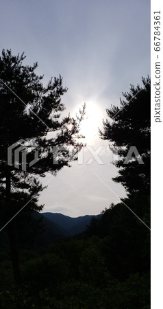 The Pine Tree Brothers and the Sun are having a leisurely afternoon The Pine Tree Brothers and the Sun are having a leisurely afternoon 66784361