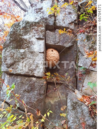 The wasp made a nest under a rock. The wasp made a nest under a rock. 66784371