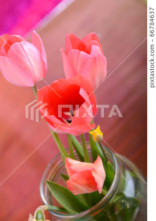 spring flowers banner - bunch of pink tulip spring flowers banner - bunch of pink tulip 66784637