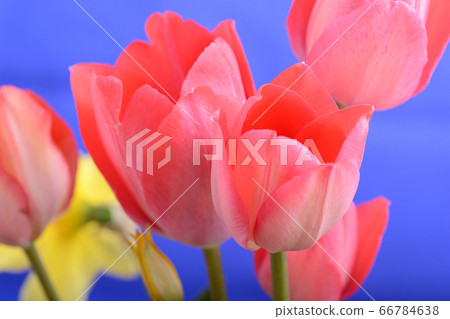 spring flowers banner - bunch of red tulip flowers 66784638