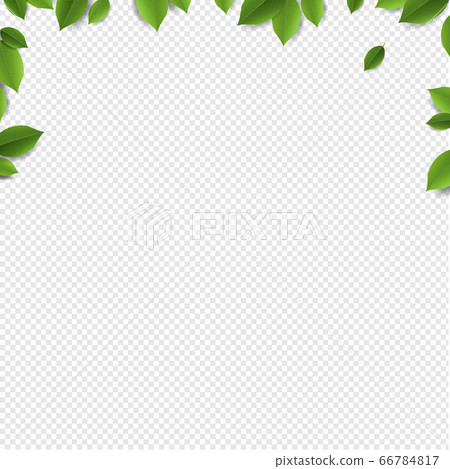 Green Leaves Frame Isolated Transparent Background 66784817