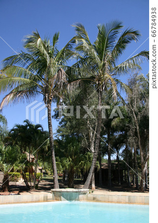 Pool and palm tree in a villa in Sao Paulo 66784938