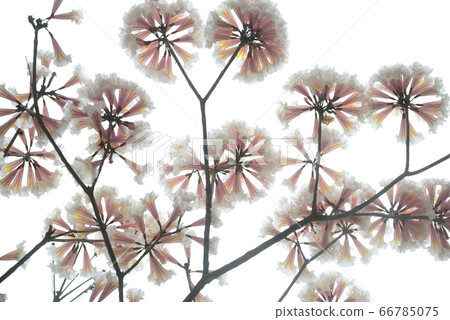 Ippe swings flowers Ippe swings flowers 66785075