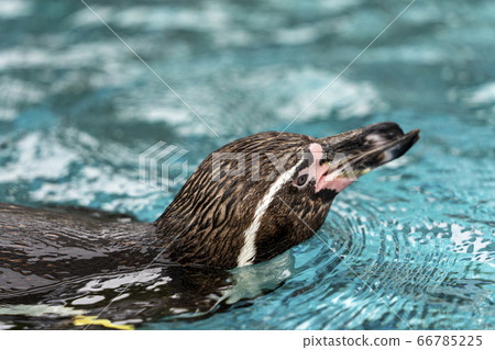 [Animal] Humboldt Penguin 66785225