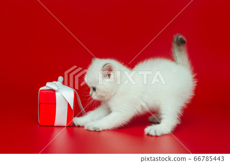 White, curious British kitten and gift White, curious British kitten and gift 66785443