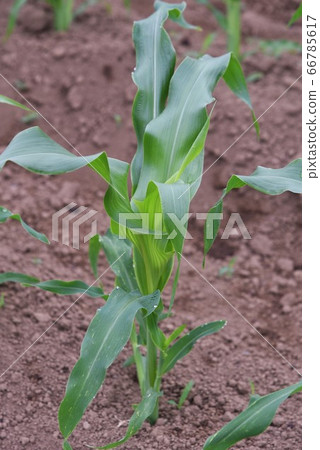 Maize cultivation 66785617
