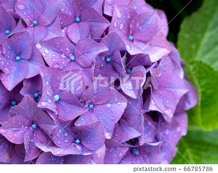 Hydrangea after the rain Hydrangea after the rain 66785786