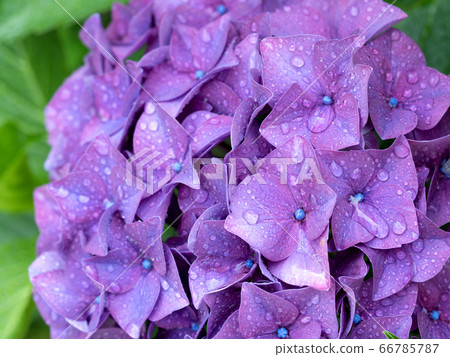 Hydrangea after the rain Hydrangea after the rain 66785787