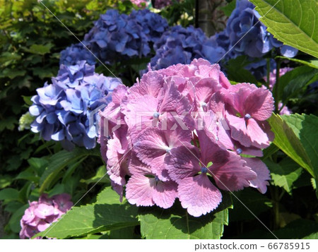 繡球 66785915