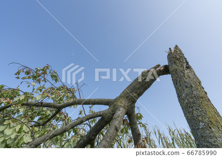 a tree broken by the storm a tree broken by the storm 66785990