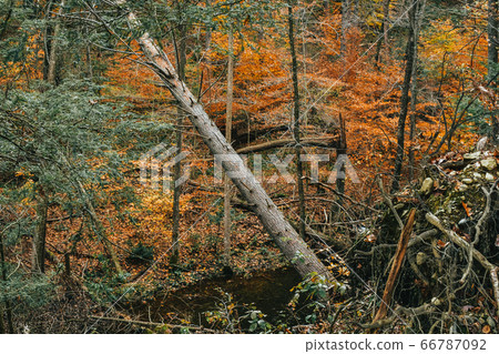 A Shot of a Fallen Tree in an Autumn Scene A Shot of a Fallen Tree in an Autumn Scene 66787092