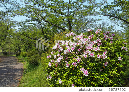 和平公園點觀 和平公園點觀 66787202