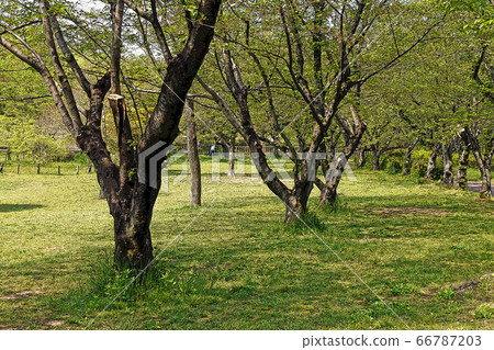 和平公園點觀 和平公園點觀 66787203