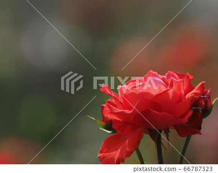 rose	 rose	 66787323