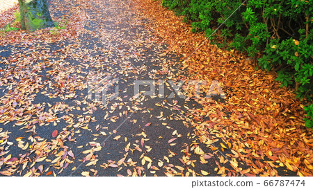 Scenery of fallen leaves Scenery of fallen leaves 66787474