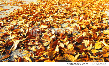 Scenery of fallen leaves Scenery of fallen leaves 66787484