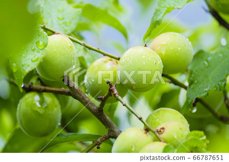 Ome 3 in the rainy season Ome 3 in the rainy season 66787651