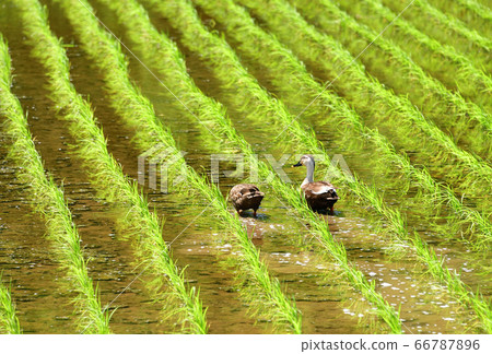 Take a picture of a pair of ducks looking for food in a rice field that has been planted in Otobe, Hokkaido 66787896
