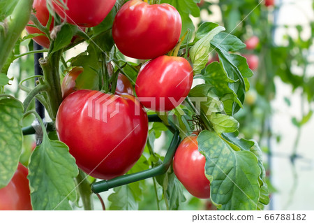 Group of beef tomatoes ripen in the bushes in a greenhouse Group of beef tomatoes ripen in the bushes in a greenhouse 66788182