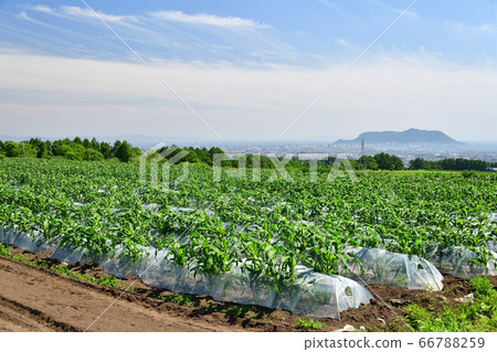 Photographing the early summer landscape of a cornfield in Kikyocho, Hakodate, Hokkaido 66788259