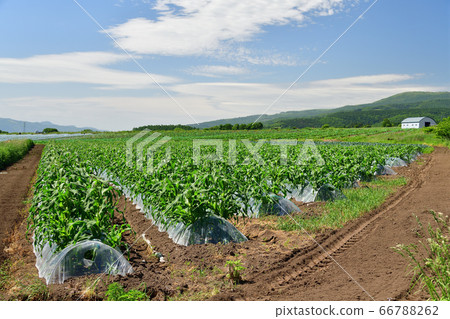 拍攝北海道函館Kikyocho玉米田的初夏景觀 66788262