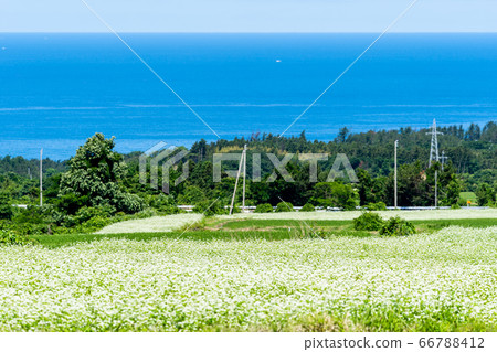 日本海花和蕎麥秋田縣仁賀保市 66788412