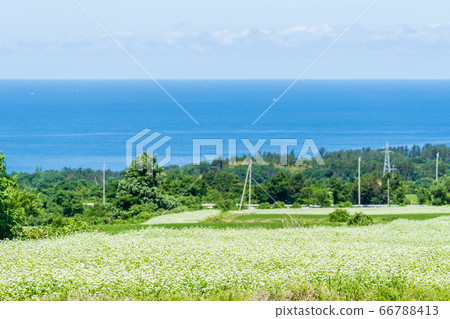 日本海花和蕎麥秋田縣仁賀保市 日本海花和蕎麥秋田縣仁賀保市 66788413