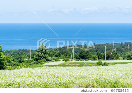 日本海花和蕎麥秋田縣仁賀保市 日本海花和蕎麥秋田縣仁賀保市 66788415