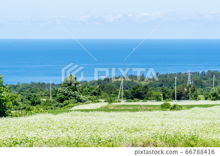 日本海花和蕎麥秋田縣仁賀保市 日本海花和蕎麥秋田縣仁賀保市 66788416