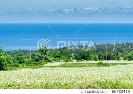 日本海花和蕎麥秋田縣仁賀保市 日本海花和蕎麥秋田縣仁賀保市 66788419