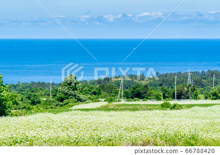 日本海花和蕎麥秋田縣仁賀保市 日本海花和蕎麥秋田縣仁賀保市 66788420