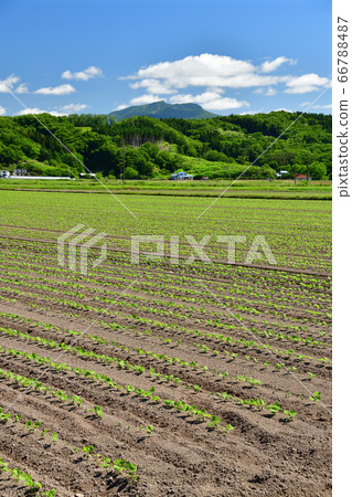 Shooting the early summer landscape of soybean fields where leaves have come out in Esashi Town, Hokkaido 66788487