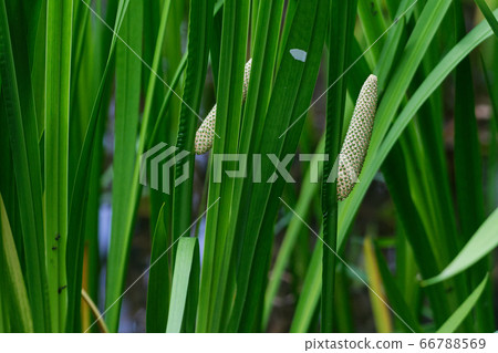 鳶尾花 鳶尾花 66788569