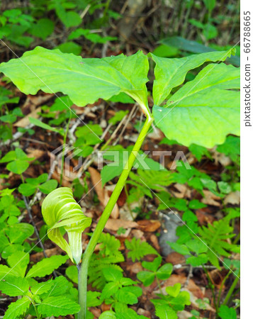 Hiroha Ten Nanshow 66788665