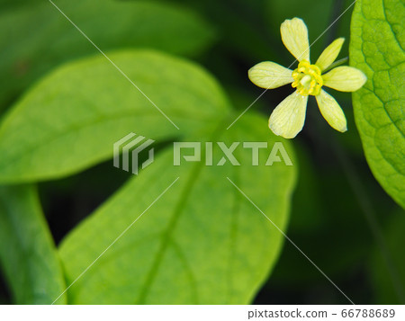 Rui yo button 66788689