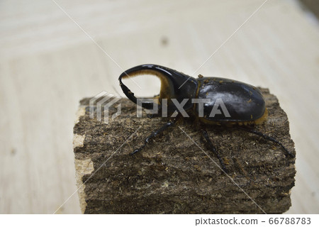 玻利維亞撒旦Ookabuto 玻利維亞撒旦Ookabuto 66788783