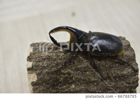 Bolivia Satan Ookabuto Bolivia Satan Ookabuto 66788785