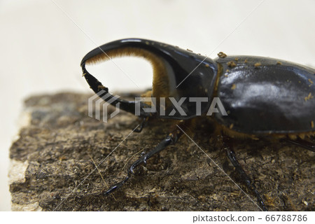 玻利維亞撒旦Ookabuto 玻利維亞撒旦Ookabuto 66788786