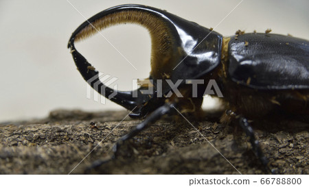 Bolivia Satan Ookabuto 66788800