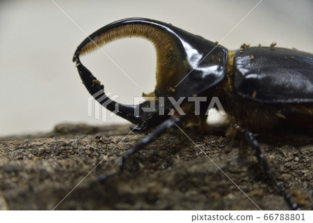 Bolivia Satan Ookabuto 66788801