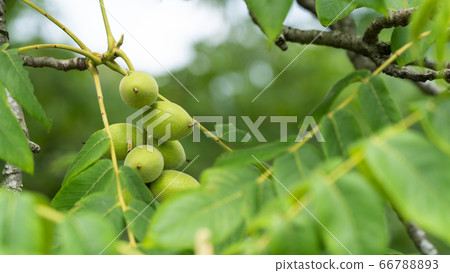 Blue walnut Blue walnut 66788893