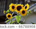 向日葵 66788908