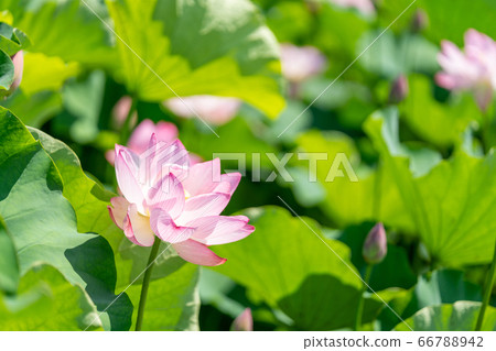 Ancient lotus, Oga lotus _ Yoshinogari Historical Park Ancient lotus, Oga lotus _ Yoshinogari Historical Park 66788942