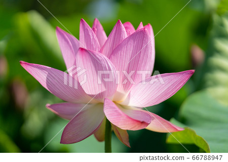 Ancient lotus, Oga lotus _ Yoshinogari Historical Park Ancient lotus, Oga lotus _ Yoshinogari Historical Park 66788947