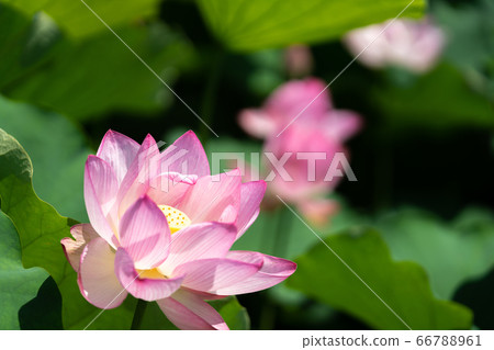 Ancient lotus, Oga lotus _ Yoshinogari Historical Park Ancient lotus, Oga lotus _ Yoshinogari Historical Park 66788961